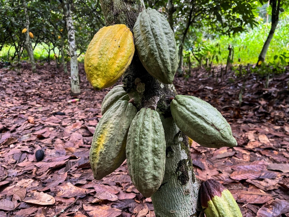 FILE PHOTO: Cocoa pods are seen at a cocoa farm in Daloa, Ivory Coast October 2, 2023. REUTERS/Ange Aboa/File Photo
