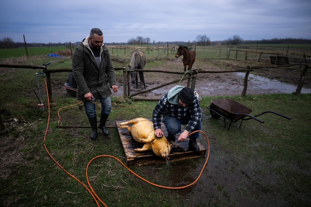 Laszlo Kemencei, 28, and Krisztian Kisjuhasz, 41, clean a pig after scorching it, at Kemencei's farm near Ladanybene, Hungary, March 7, 2024. REUTERS/Marton Monus
