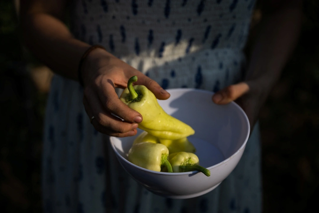 Petra Pogany-Bago, 24, holds peppers in a bowl, at her farm near Kecskemet, Hungary, July 16, 2023. REUTERS/Marton Monus