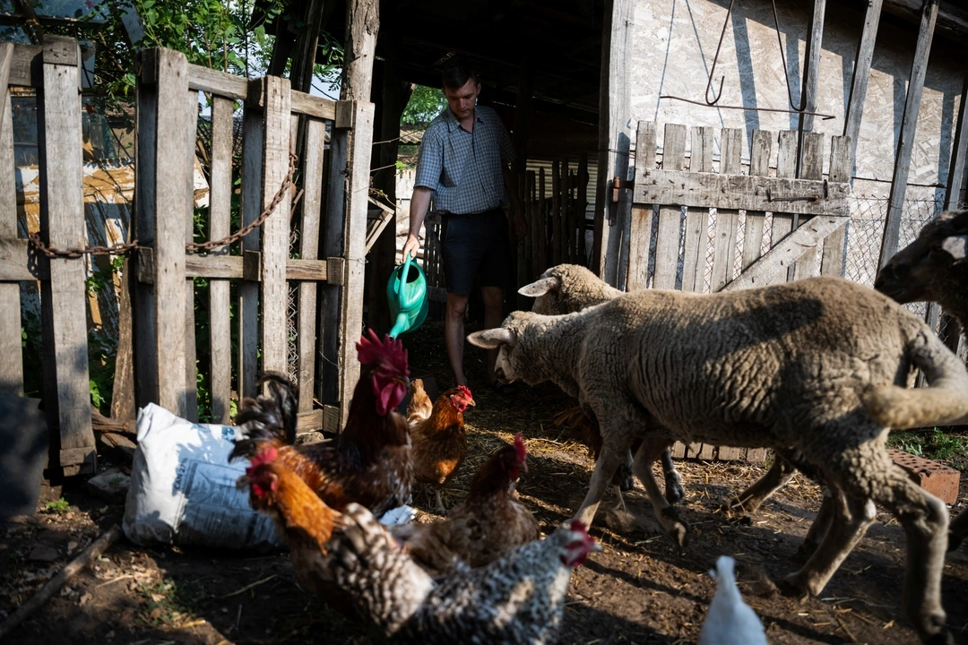 Mihaly Pogany, 29 gives water to his animals, at his farm near Kecskemet, Hungary, July 16, 2023. REUTERS/Marton Monus