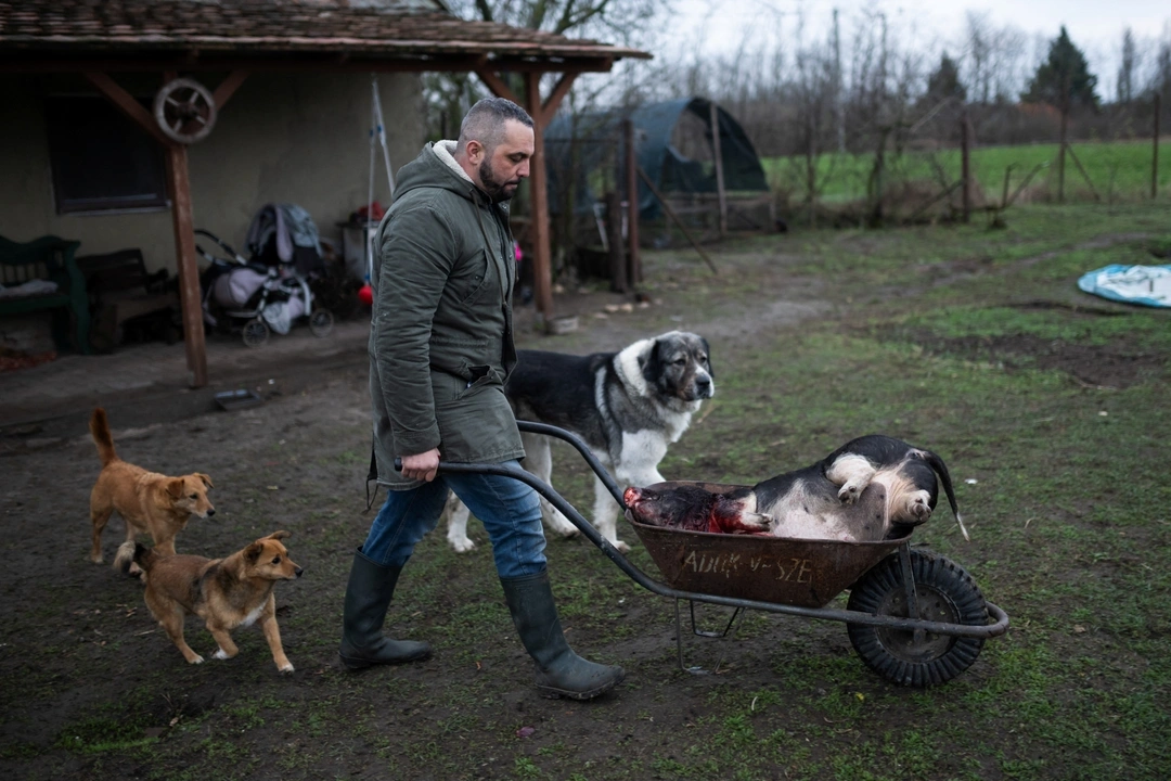 Krisztian Kisjuhasz, 41, pushes a dead pig in a wheelbarrow before scorching it, at his friend Laszlo Kemencei's farm near Ladanybene, Hungary, March 7, 2024. REUTERS/Marton Monus