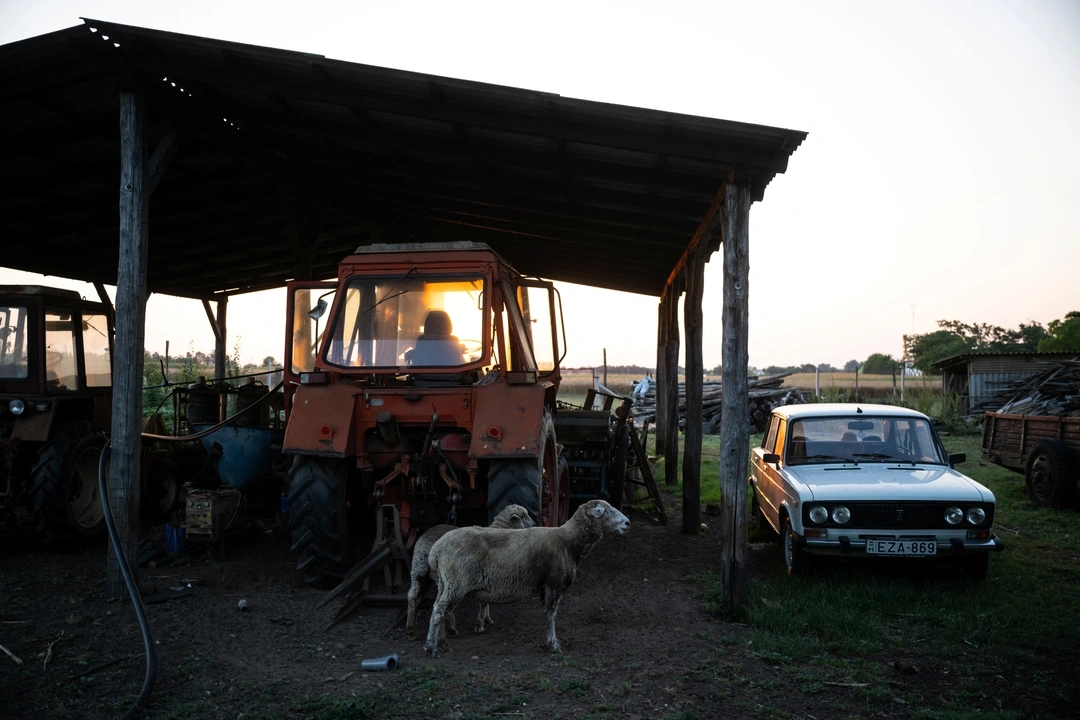 Sheep walk around Mihaly Pogany's farm near Kecskemet, Hungary, July 16, 2023. REUTERS/Marton Monus