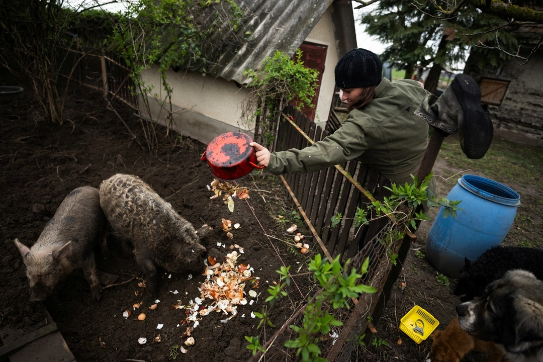 Cintia Mnyere, 31, holds her daughter Boroka as she feeds the pigs, at their farm near Ladanybene, Hungary, March 7, 2024. REUTERS/Marton Monus