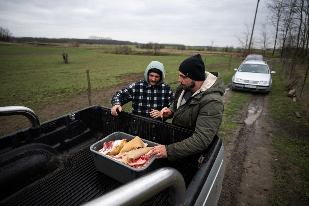Laszlo Kemencei, 28, and his friend Krisztian Kisjuhasz, 41, load pork onto a car at Kemencei's farm, near Ladanybene, Hungary, March 7, 2024. REUTERS/Marton Monus