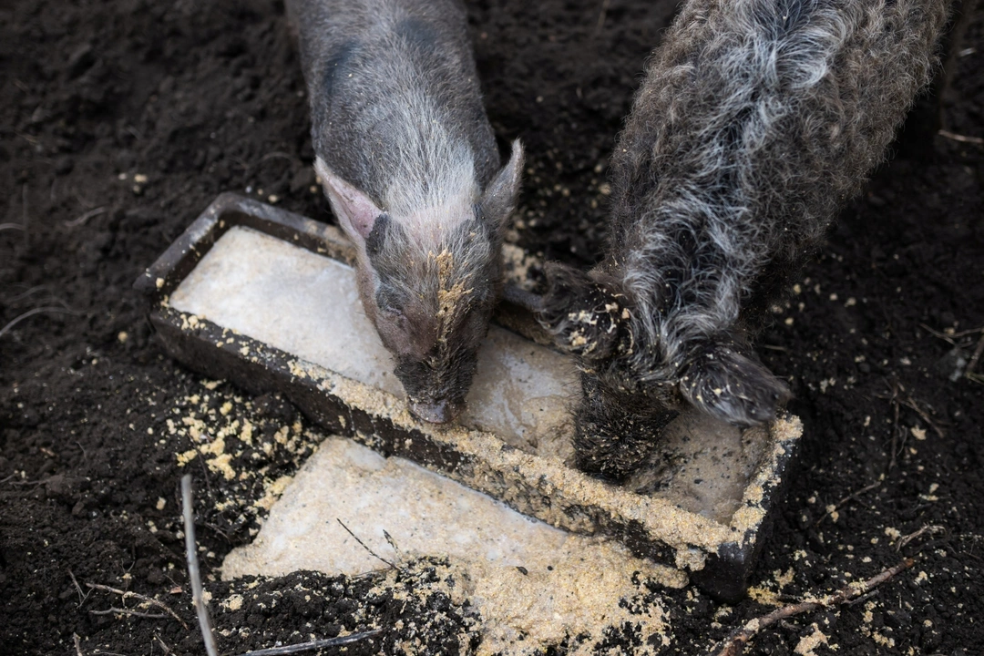 Pigs eat at Laszlo Kemencei's farm near Ladanybene, Hungary, March 7, 2024. REUTERS/Marton Monus