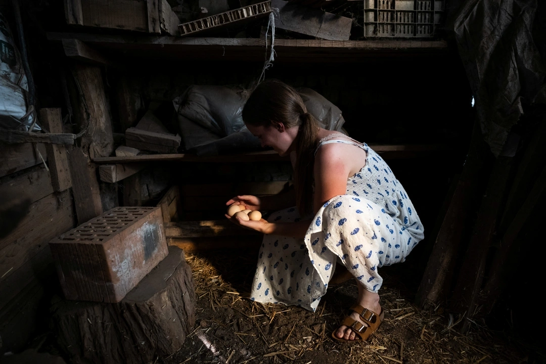 Petra Pogany-Bago, 24, collects eggs at her farm near Kecskemet, Hungary, July 16, 2023. REUTERS/Marton Monus