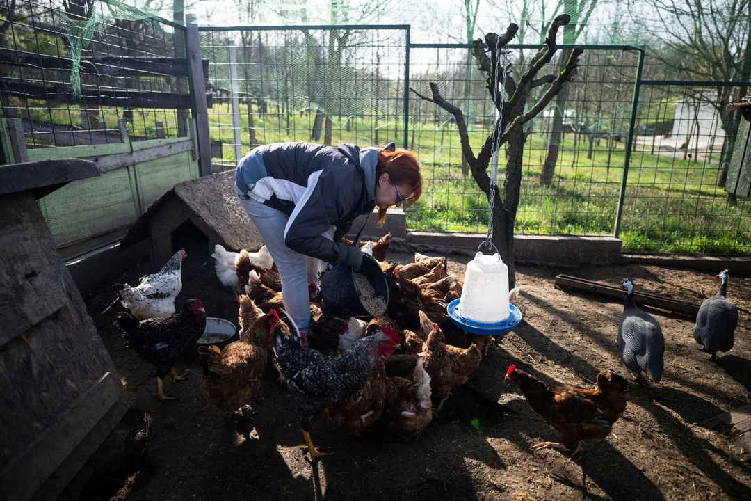 Gabi Varga, 57, feeds the chickens in her farm, in Nagybereny, Hungary, March 26, 2024.REUTERS/Marton Monus