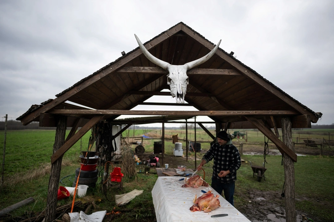Laszlo Kemencei, 28, prepares slaughtered chickens, on his farm near Ladanybene, Hungary, March 7, 2024. REUTERS/Marton Monus