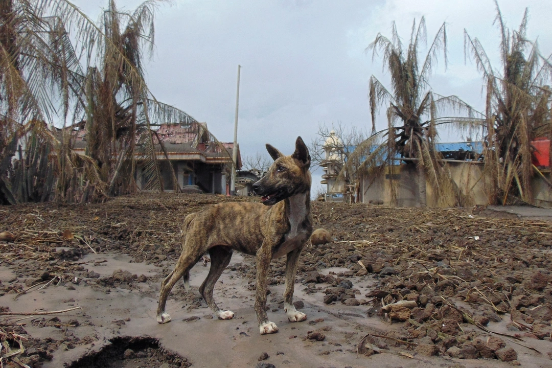 A dog stands at an area affected by the eruption of Mount Ruang volcano, in Laingpatehi village, Sitaro Islands Regency, North Sulawesi province, Indonesia, May 3, 2024. REUTERS/Chermanto Tjaombah     TPX IMAGES OF THE DAY