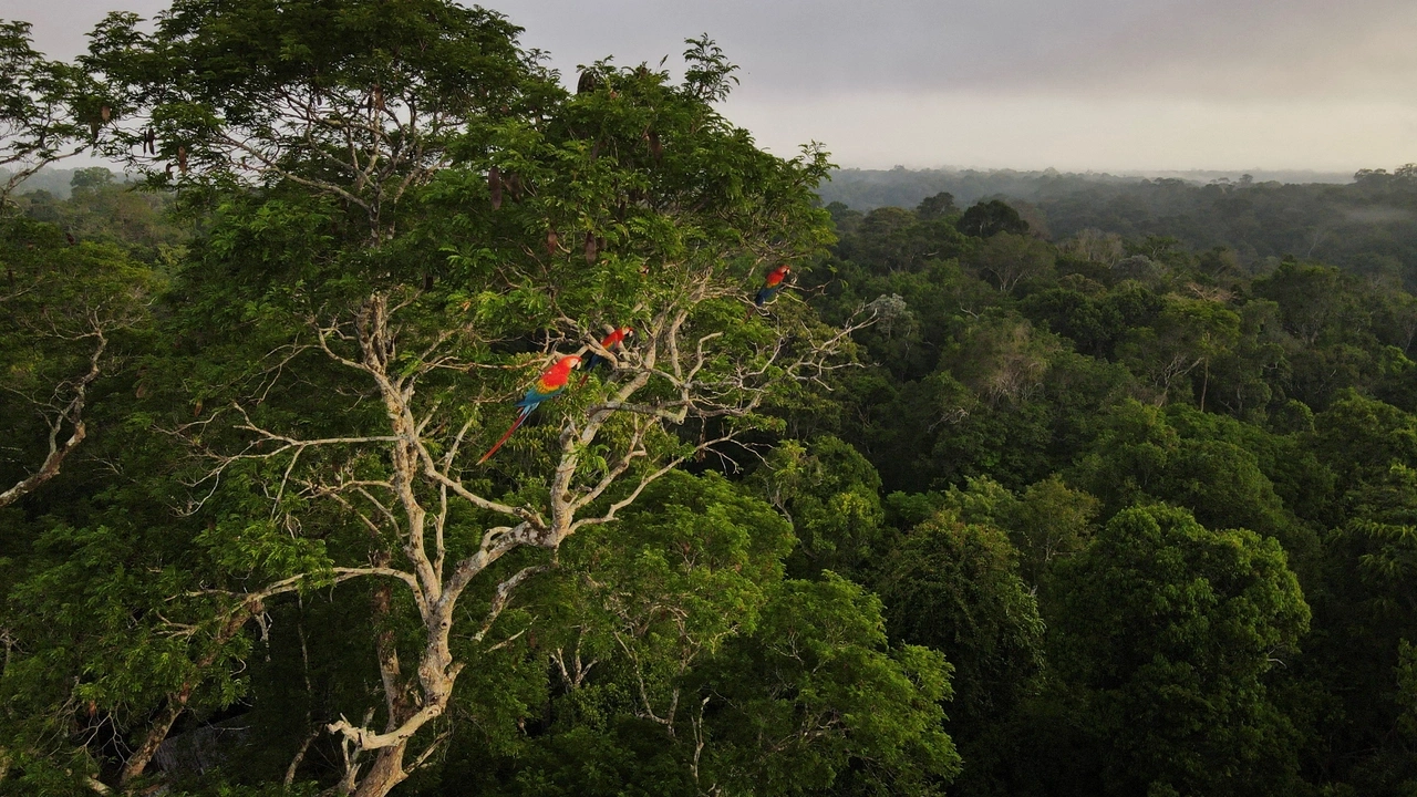 Macaws sit on a tree at the Amazon rainforest in Manaus, Amazonas State, Brazil October 26, 2022. REUTERS/Bruno Kelly/File photo