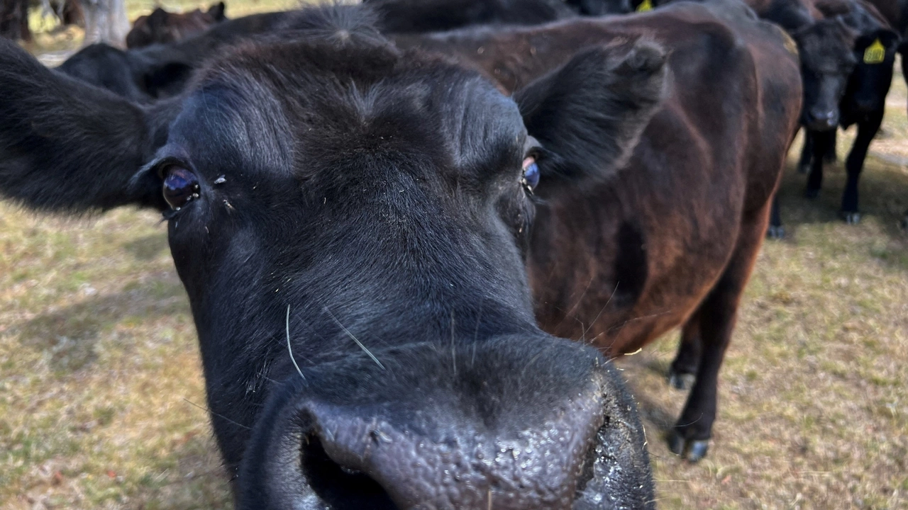 FILE PHOTO: A cow is seen on a farm near Delegate, New South Wales, Australia, November 19, 2023. REUTERS/Peter Hobson/File Photo