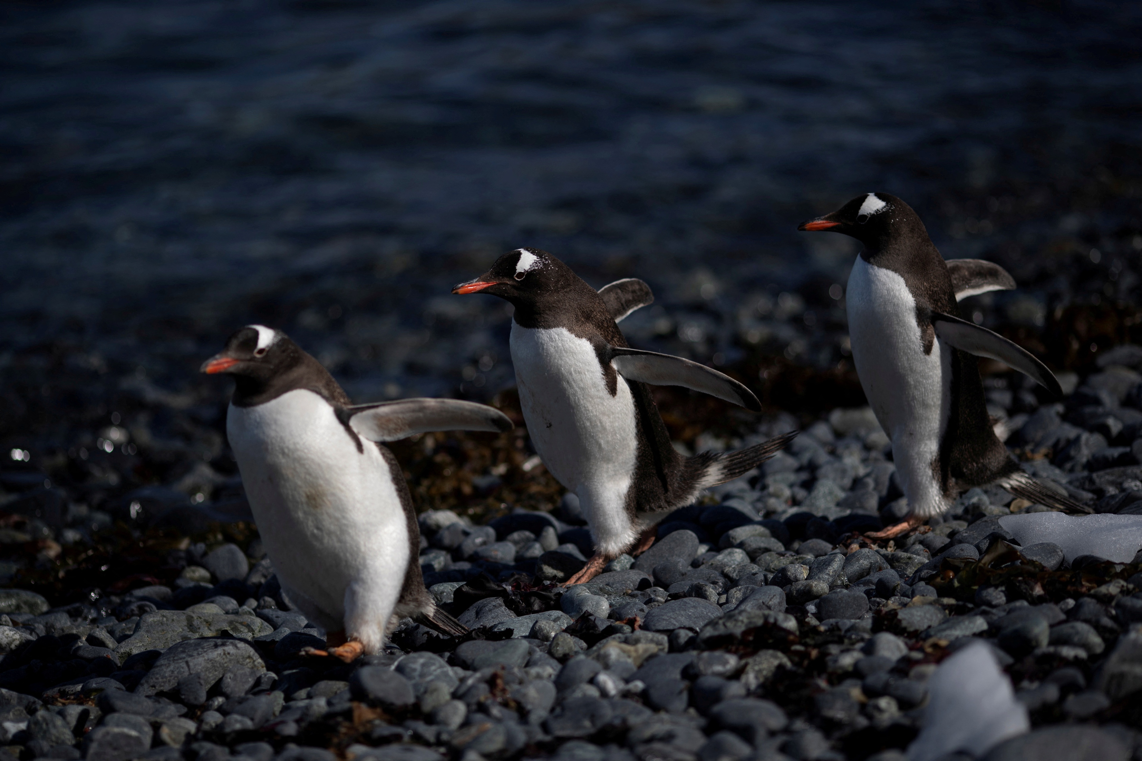FILE PHOTO: A group of gentoo penguins walk along Quentin Point, Anvers Island, Antarctica, February 4, 2020. REUTERS/Ueslei Marcelino/File Photo