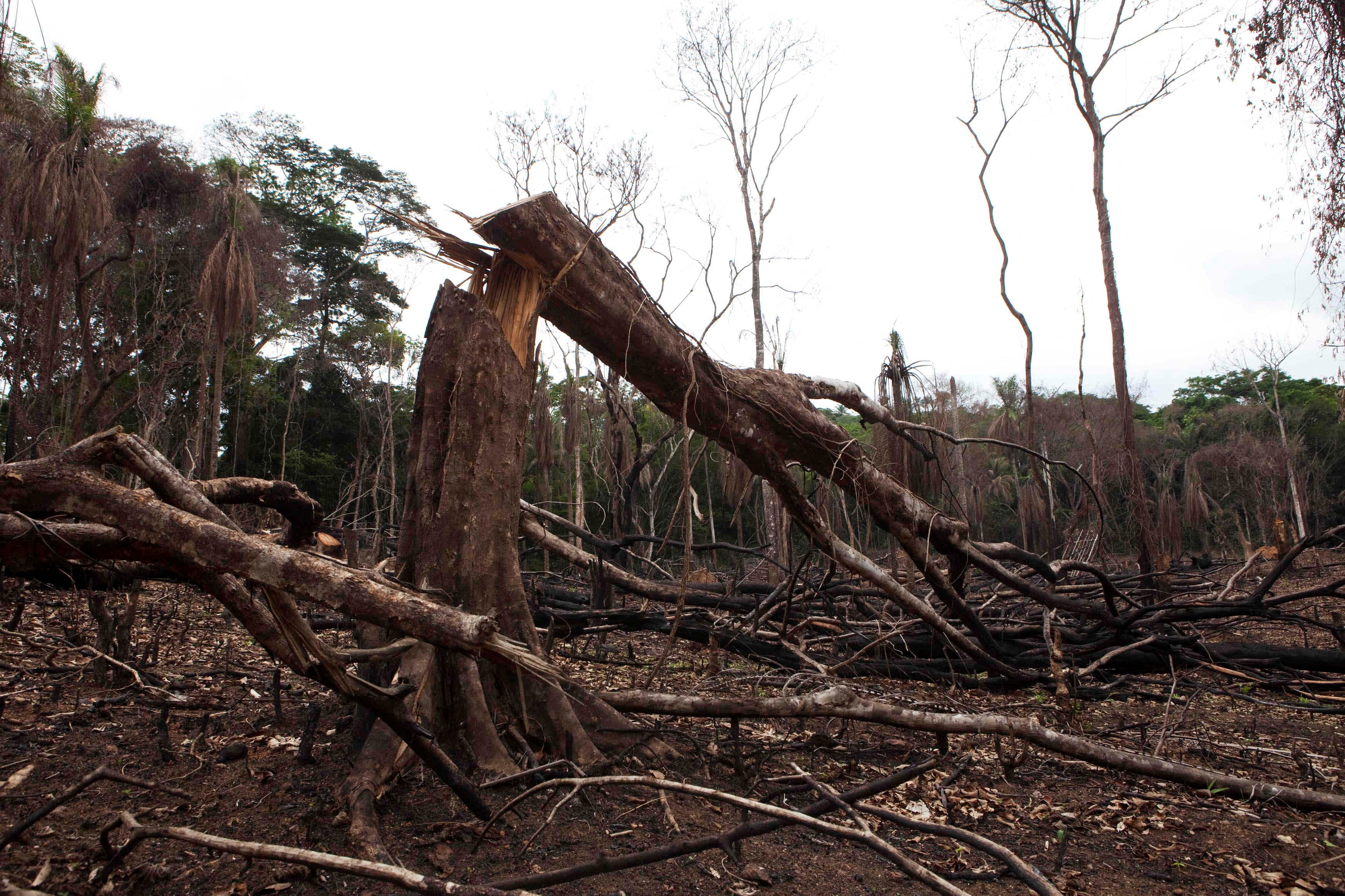 FILE PHOTO: A felled tree lies in a logged area in eastern Sierra Leone, April 22, 2012.  REUTERS/Finbarr O'Reilly/File Photo